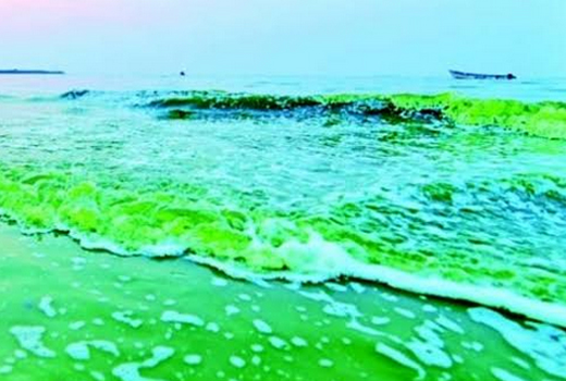 Visitors to the picturesque Malpe beach on January 9, Tuesday were in for a pleasant shock as well as a surprise as they  watched the sea water turn green in colour.
